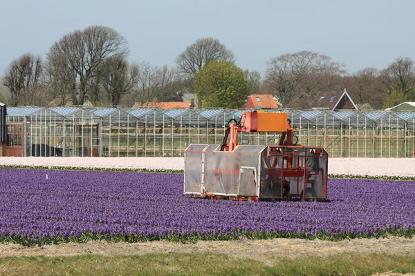 Hollandsk blomsterindustri, hyacints - Stock-foto