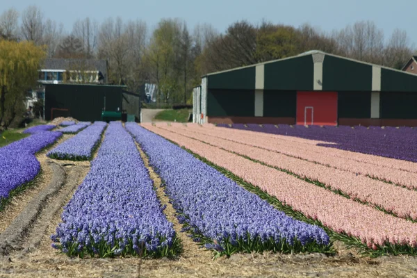 Industria floreale olandese, giacinti — Foto Stock