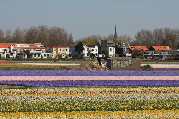 Hollandsk blomsterindustri, blomster på marken - Stock-foto