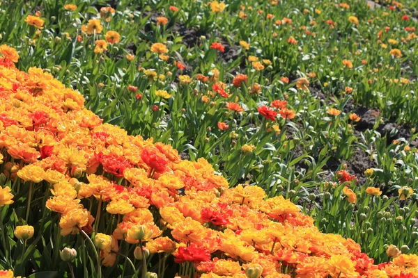 Industria Floral Holandesa, tulipanes en crecimiento —  Fotos de Stock