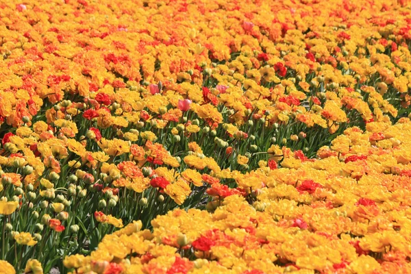 Holandský květinový průmysl, pěstování tulipánů — Stock fotografie