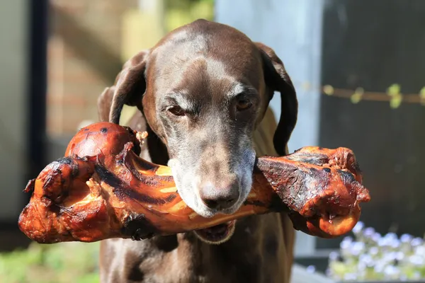 are bones safe for pointer puppies