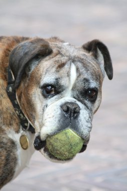 Senior boxer with a tennisbal clipart