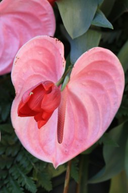 kalp şeklinde anthurium