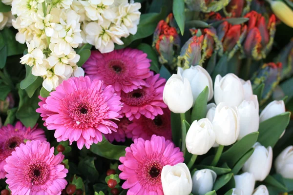 Розовая гербера и белые тюльпаны — стоковое фото