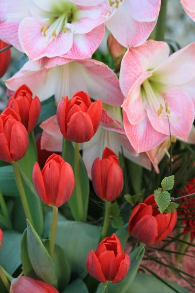Red tulips and pink amarylis — Stockfoto