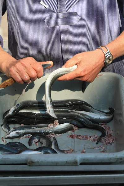 Cleaning eel — Stock Photo, Image