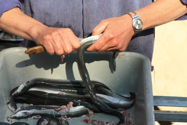 Cleaning eel — Stock Photo, Image