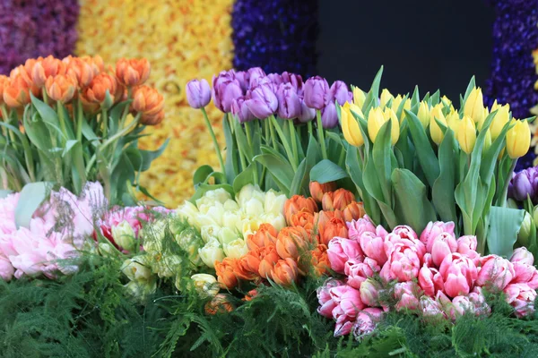 Tulipanes en todos los colores —  Fotos de Stock