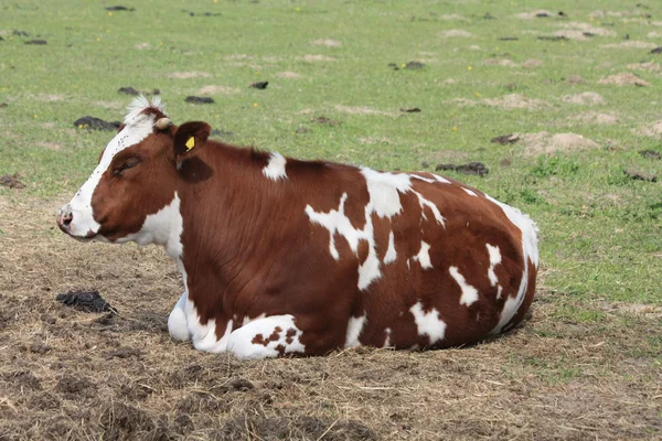 Bruine en witte koe in de wei — Stockfoto