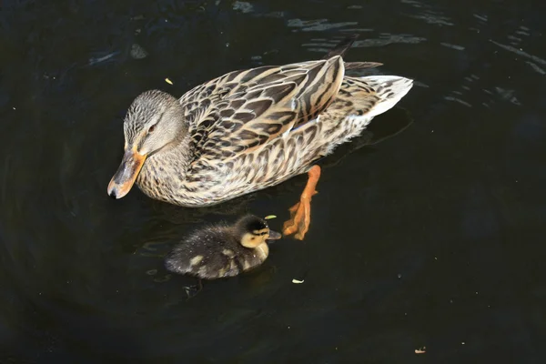 Kaczka matka i kaczątko — Zdjęcie stockowe
