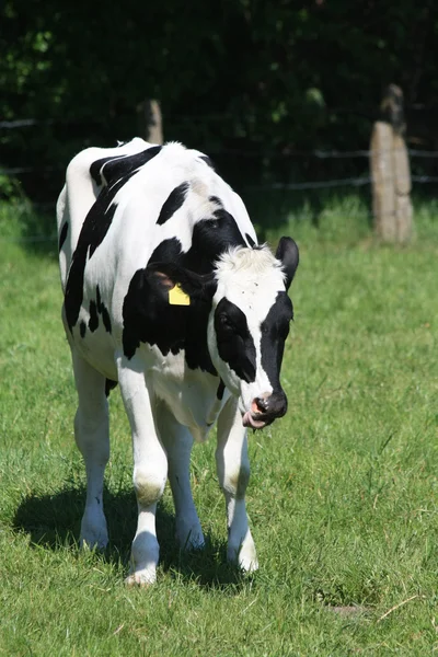 Czarno-biała krowa — Zdjęcie stockowe