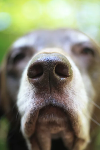 German shorthaired pointer nose — Stock Photo, Image