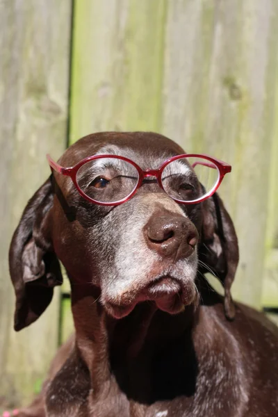 German shorthaired pointer with pink pair of glasses — Stock Photo, Image