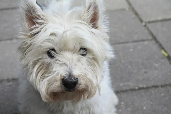 stock image Westhighland white terrier