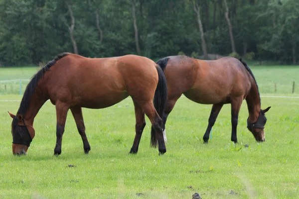 Коричневые лошади на лугу — стоковое фото