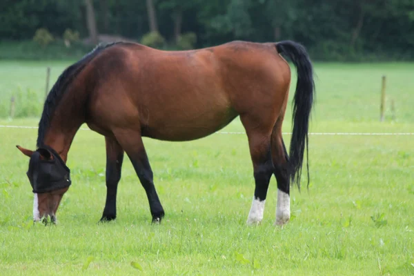 Cavallo marrone in un prato — Foto Stock