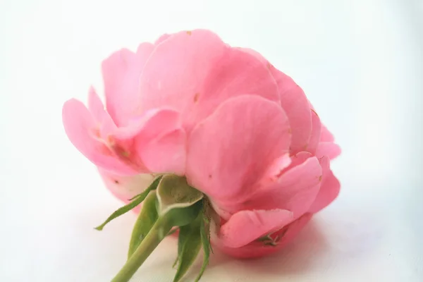 De andere kant van een roze roos — Stockfoto