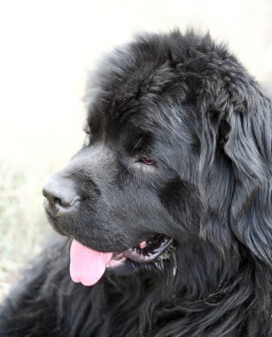 Newfoundland köpek açık havada