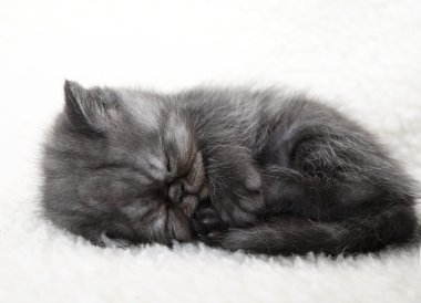 uyuyan gri kedicik