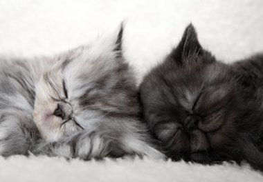 Two sleeping kittens clipart