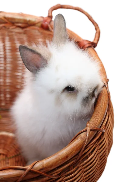 Small bunny in a basket — Stock Photo, Image