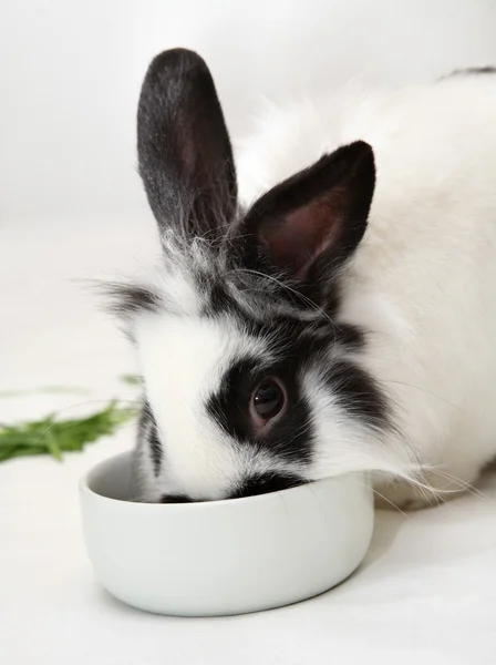 Rabbit eats food — Stock Photo, Image