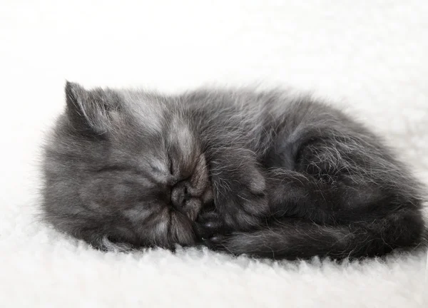 stock image Sleeping gray kitten