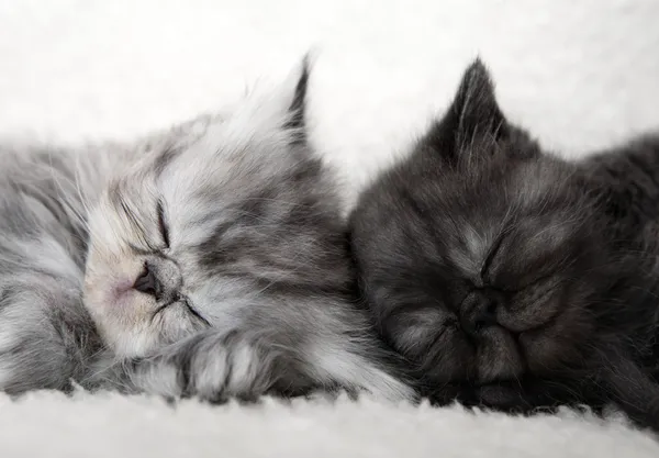 Два спящих котенка — стоковое фото