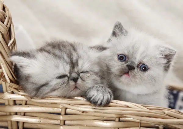 Dwa kociaki w koszyku — Zdjęcie stockowe