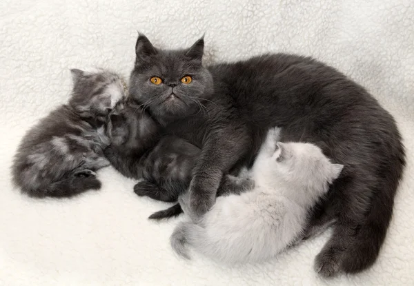 Kot matka z kociętami — Zdjęcie stockowe