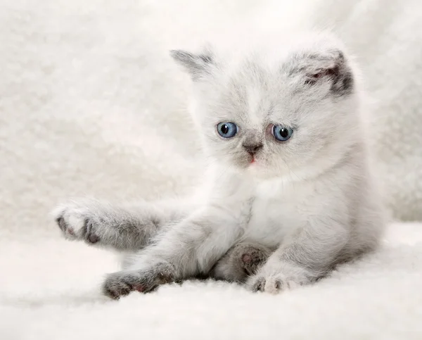 Fluffy blue-eyed kitten — Stock Photo, Image