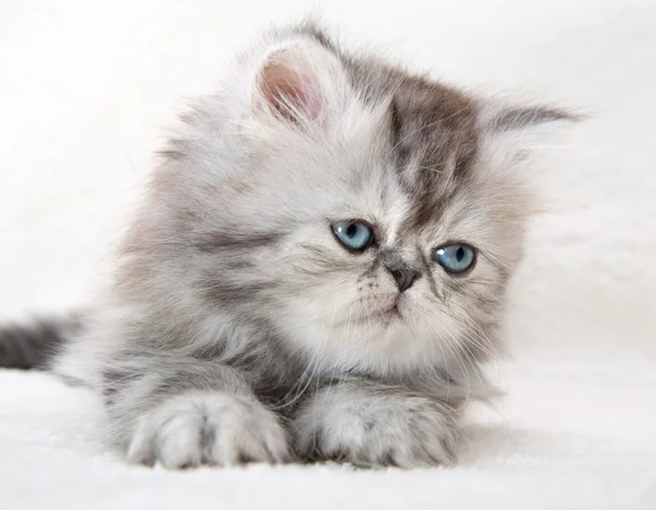 Lovable fluffy kitten — Stock Photo, Image