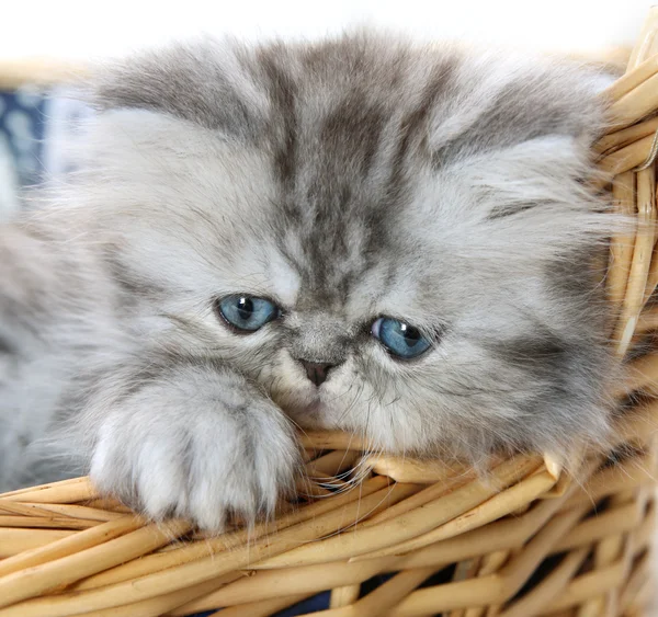 Fluffy kitten in basket closeup — Stock Photo, Image