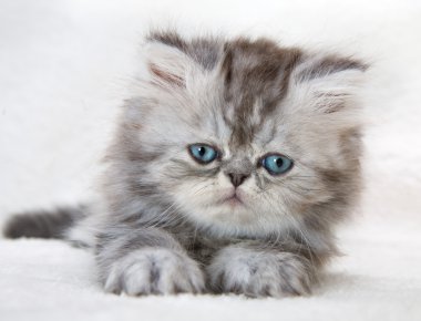 mavi gözlü tüylü kedi yavrusu portresi