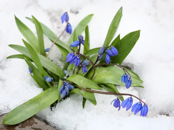 stock image Spring flower in snow