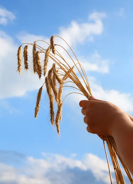 stock image Hands with rye ears