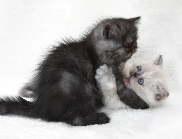 Dwa wesołe kociaki — Zdjęcie stockowe