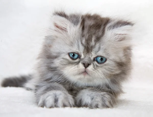 Portrait of fluffy kitten with blue eyes — Stock Photo, Image