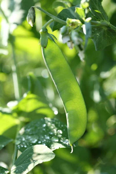 豌豆荚与太阳光辉 — 图库照片