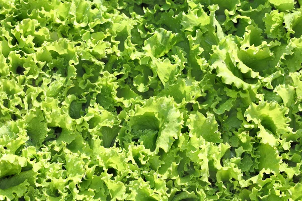 Verse sla salade — Stockfoto