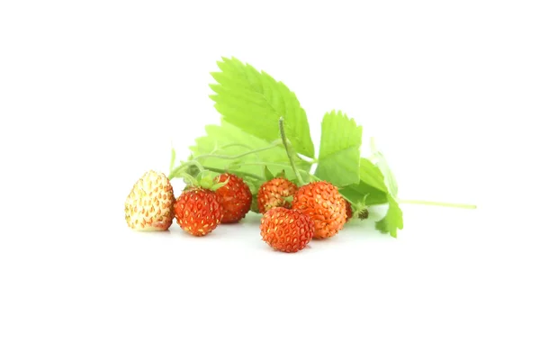 Wild Strawberry. — Stock Photo, Image