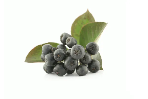 Aronia - siyah chokeberry. — Stok fotoğraf