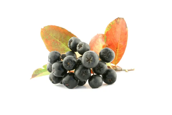 Aronia - siyah chokeberry. — Stok fotoğraf