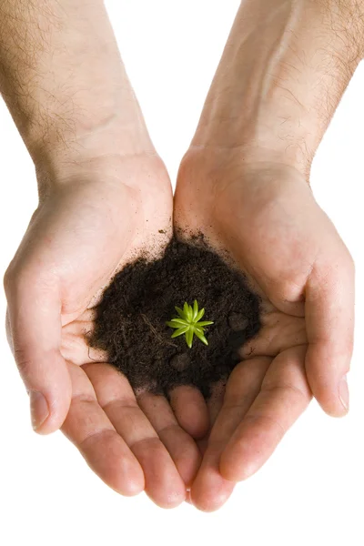 Planta verde en las manos — Foto de Stock
