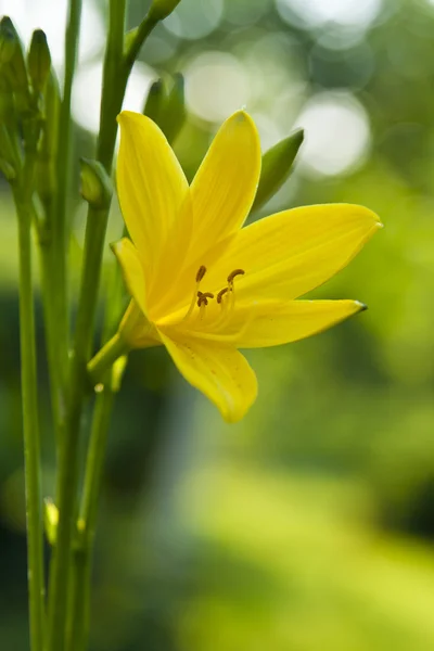 Жовта квітка Ліцензійні Стокові Фото