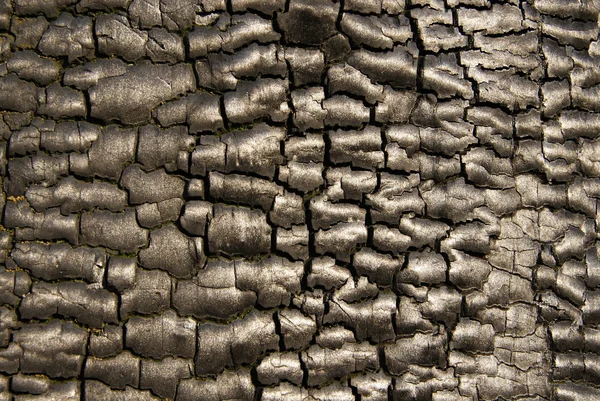 stock image Background of burnt bark