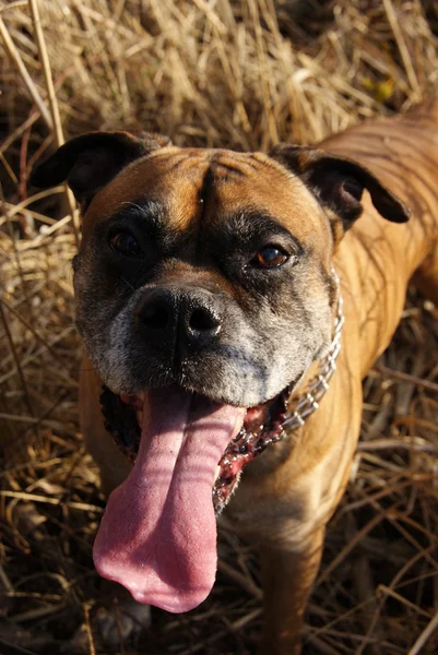 Bullmustiff köpeğin portresi — Stok fotoğraf