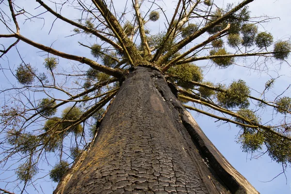 焦げた樹皮を持つ木下 — ストック写真