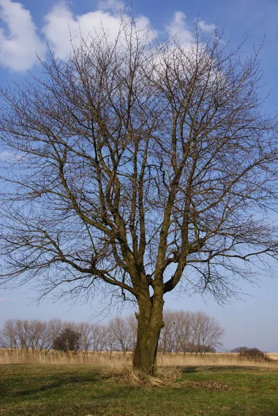 Δέντρο χωρίς φύλλα — Φωτογραφία Αρχείου